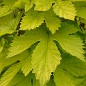Humulus lupulus 'Aureus' (2)